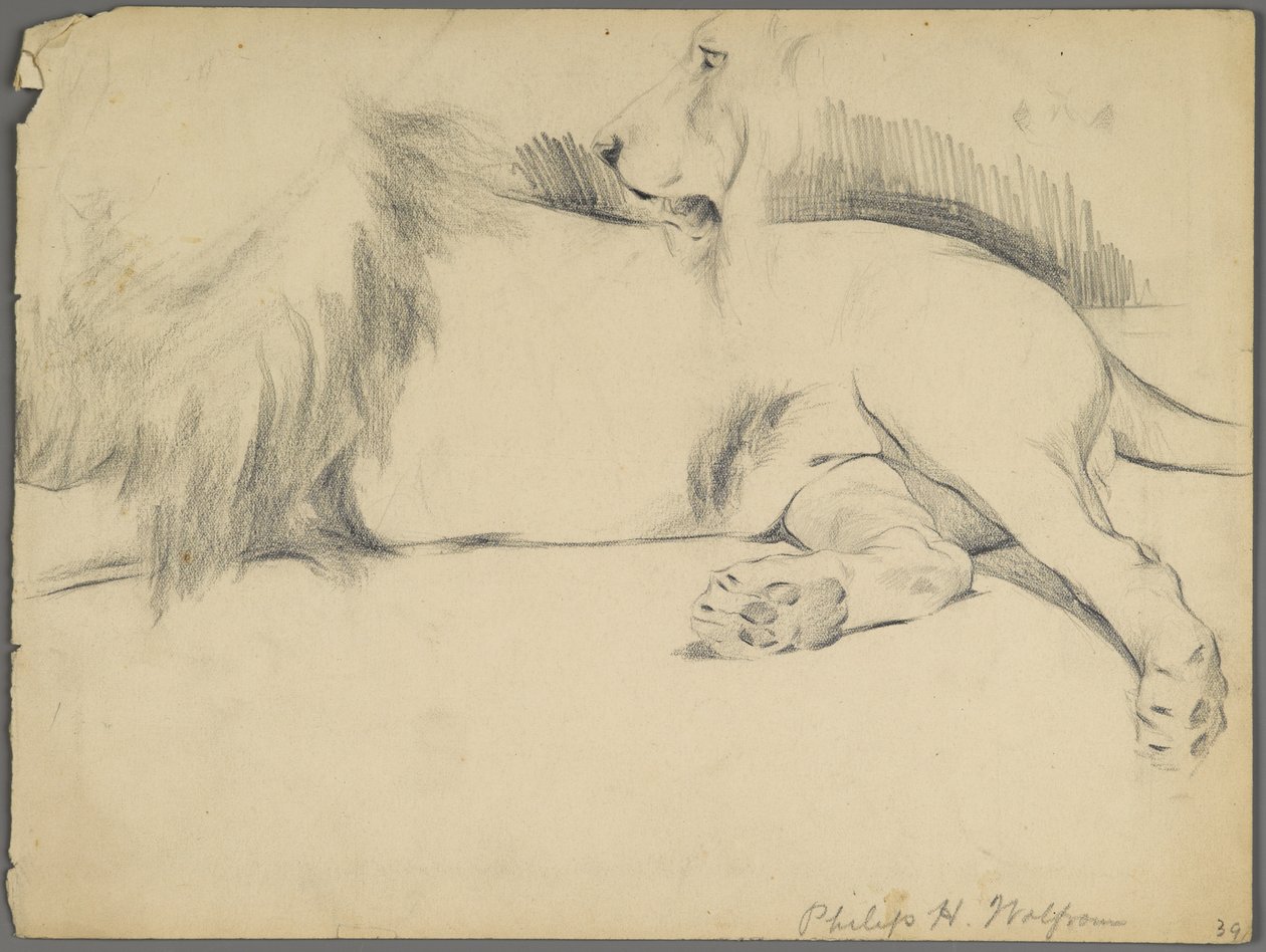 Studies of a lion (graphite on paper) by Philip H. Wolfrom