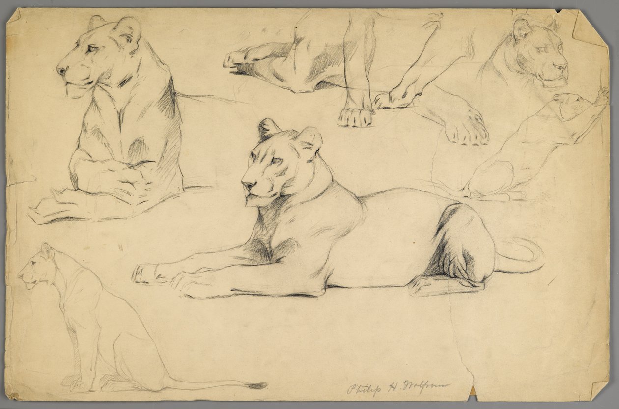 Studies of a lioness (graphite & charcoal on paper) by Philip H. Wolfrom