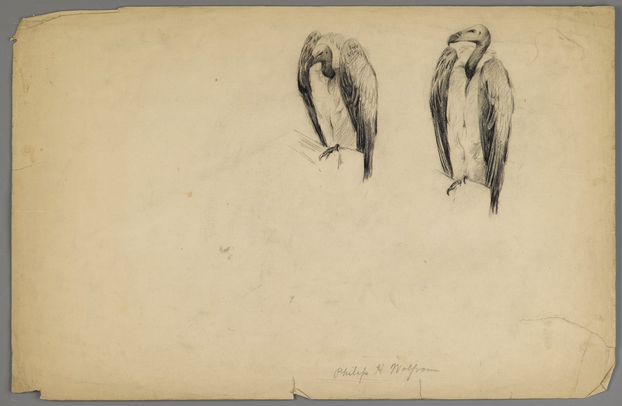 Akbabalar (kağıt üzerinde kömür) by Philip H. Wolfrom