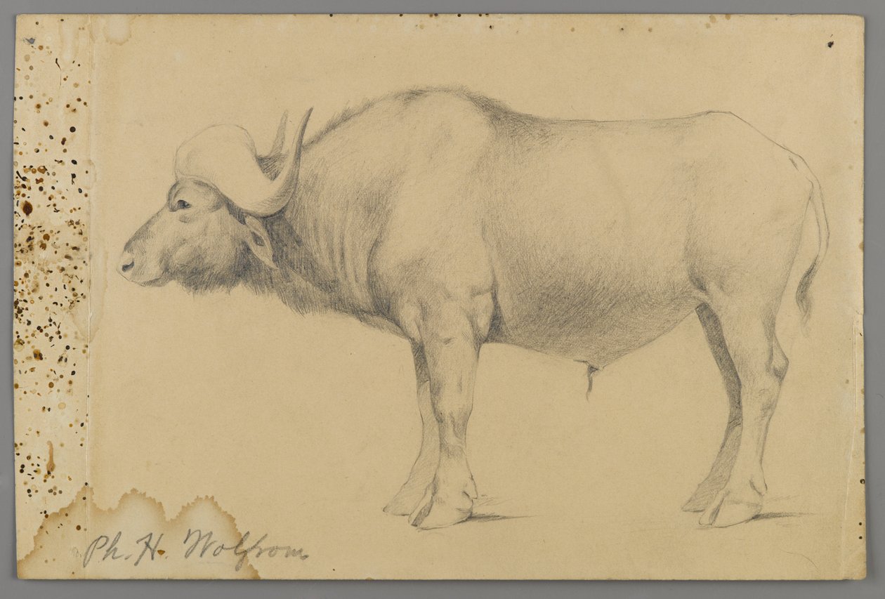 Manda (kağıt üzerinde grafit) by Philip H. Wolfrom