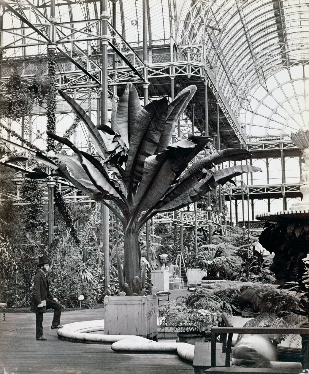 Mısır Odasındaki tropikal bitkiler, Crystal Palace, Sydenham, Londra, 1854 by Philip Henry Delamotte