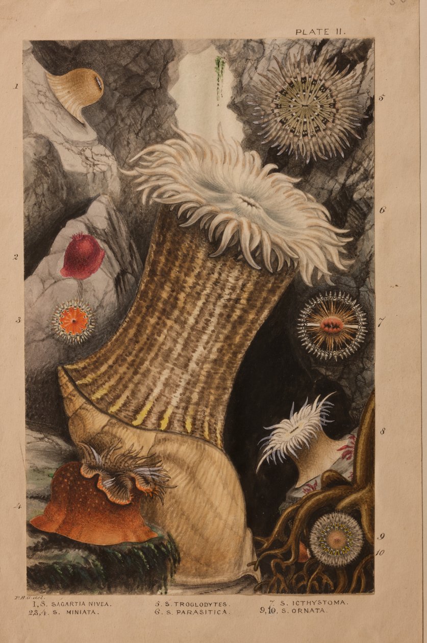 Plaka II, 'Actinologia Britannica: İngiliz Deniz Anemonları ve Mercanlarının Tarihi' için çalışma, c.1858-60 (grafit, kağıt üzerinde wc ve guaj) by Philip Henry Gosse