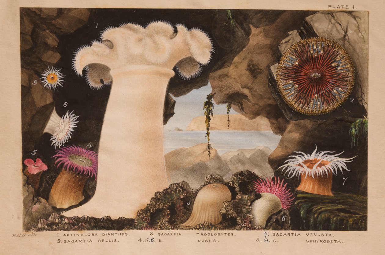Plaka I, 'Actinologia Britannica: İngiliz Deniz Anemonları ve Mercanlarının Tarihi' için çalışma, c.1858-60 (grafit, kağıt üzerinde wc ve guaj) by Philip Henry Gosse