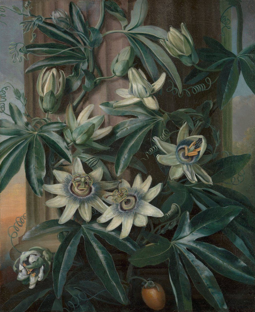 Robert John Thornton'un Flora Tapınağı için Mavi Tutku Çiçeği (Londra, 1799–1812) by Philip Reinagle