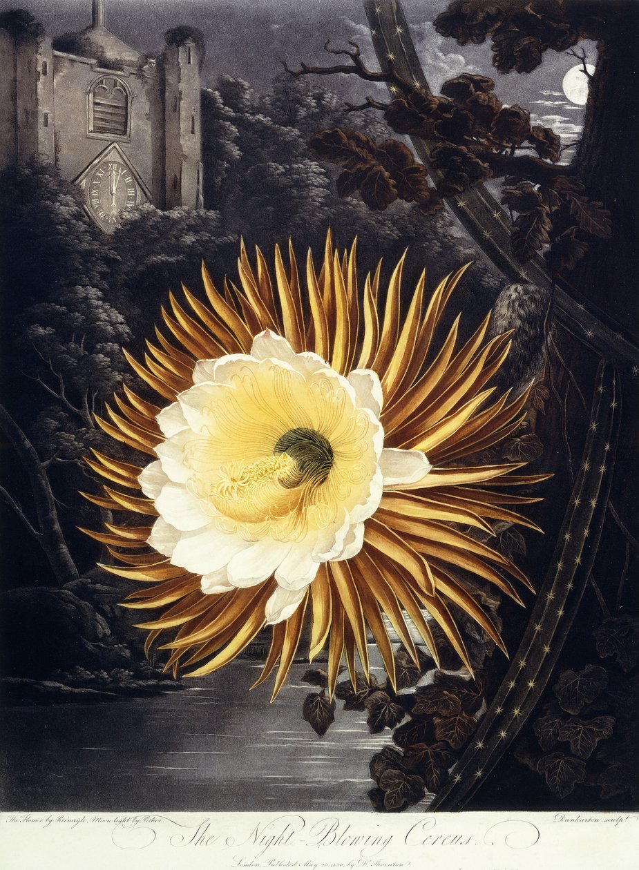 Gece Üfleyen Cereus, 1800 by Philip Reinagle