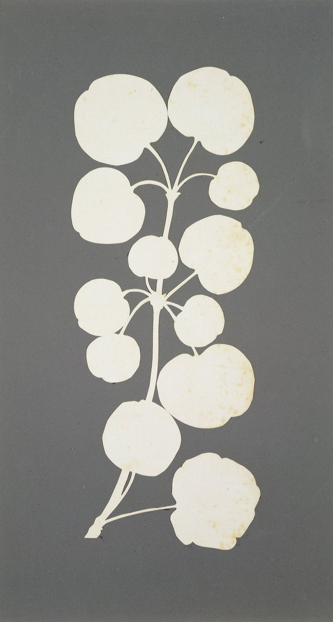 Cayenne Pepper (kağıt üzerinde kolaj) by Philipp Otto Runge