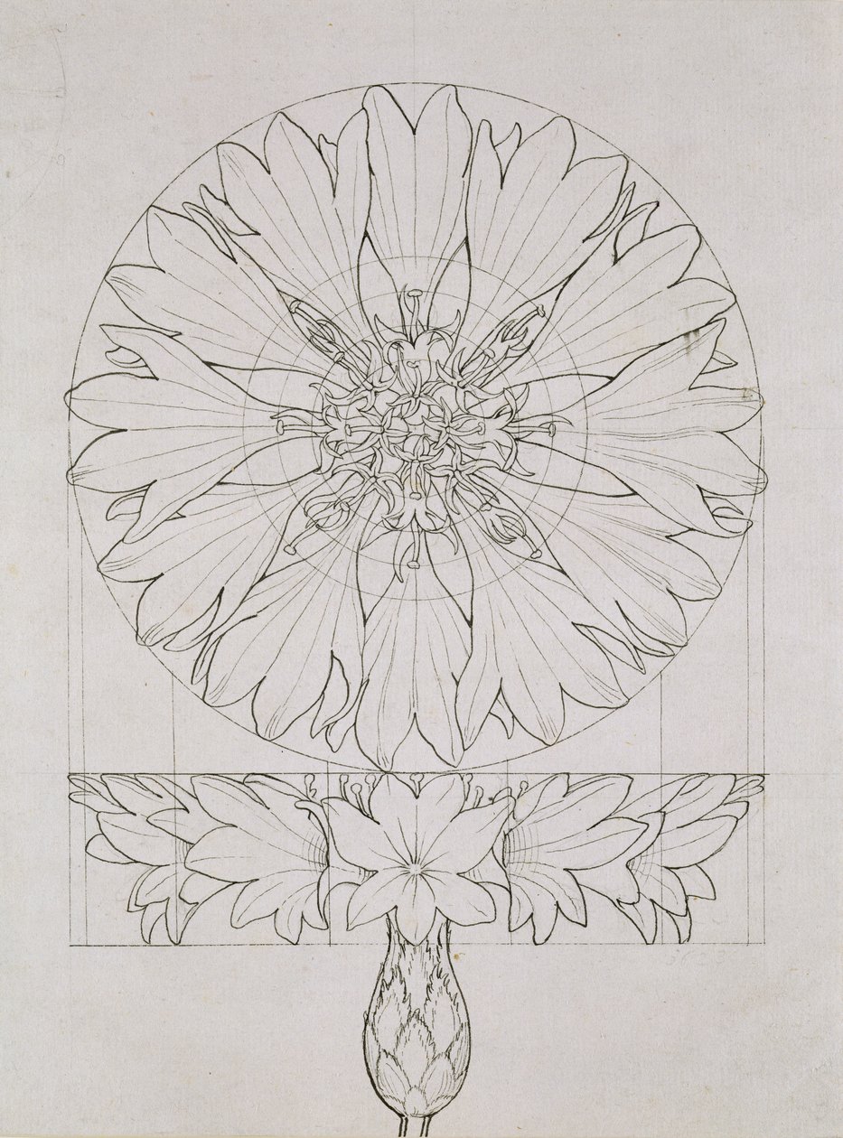 Study for a Cornflower, 1808 (pen and ink on paper) by Philipp Otto Runge
