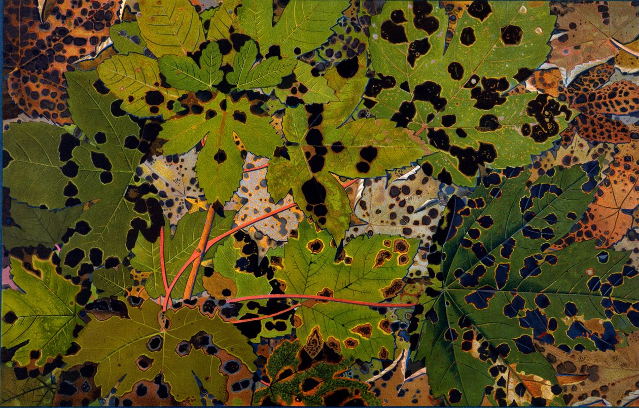 Acer pseudoplatanus: Çınar siyah mantar Rhytisma acerinum tarafından saldırıya uğradı, 1907-09 (fotogravür) by Philippe Robert