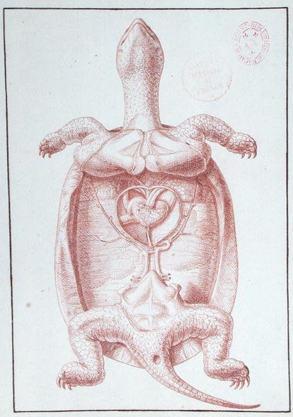 Kaplumbağa (kağıt üzerine kalem ve mürekkep) by Philippe Simoneau