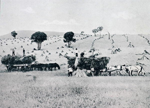 Harvesting, New South Wales, c.1900, 