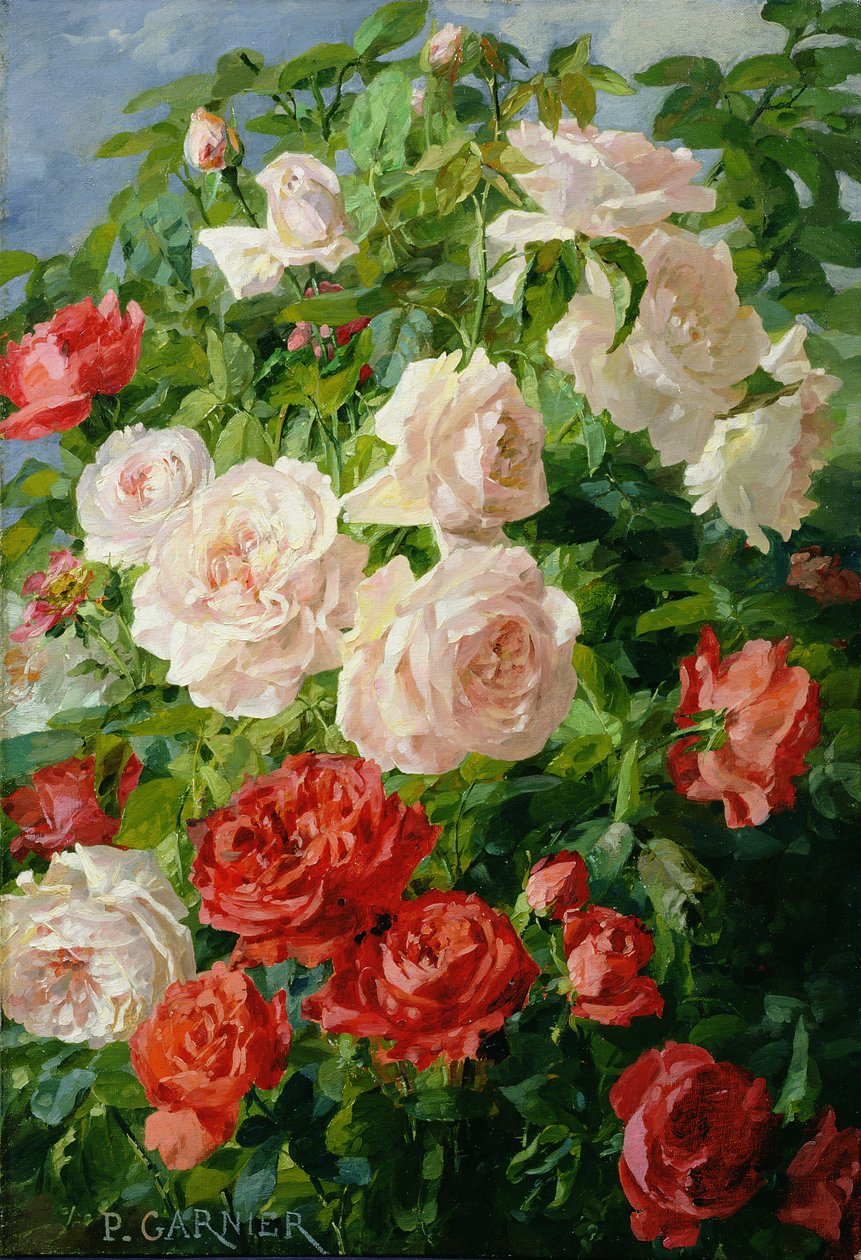 Pembe güller by Pierre Garnier