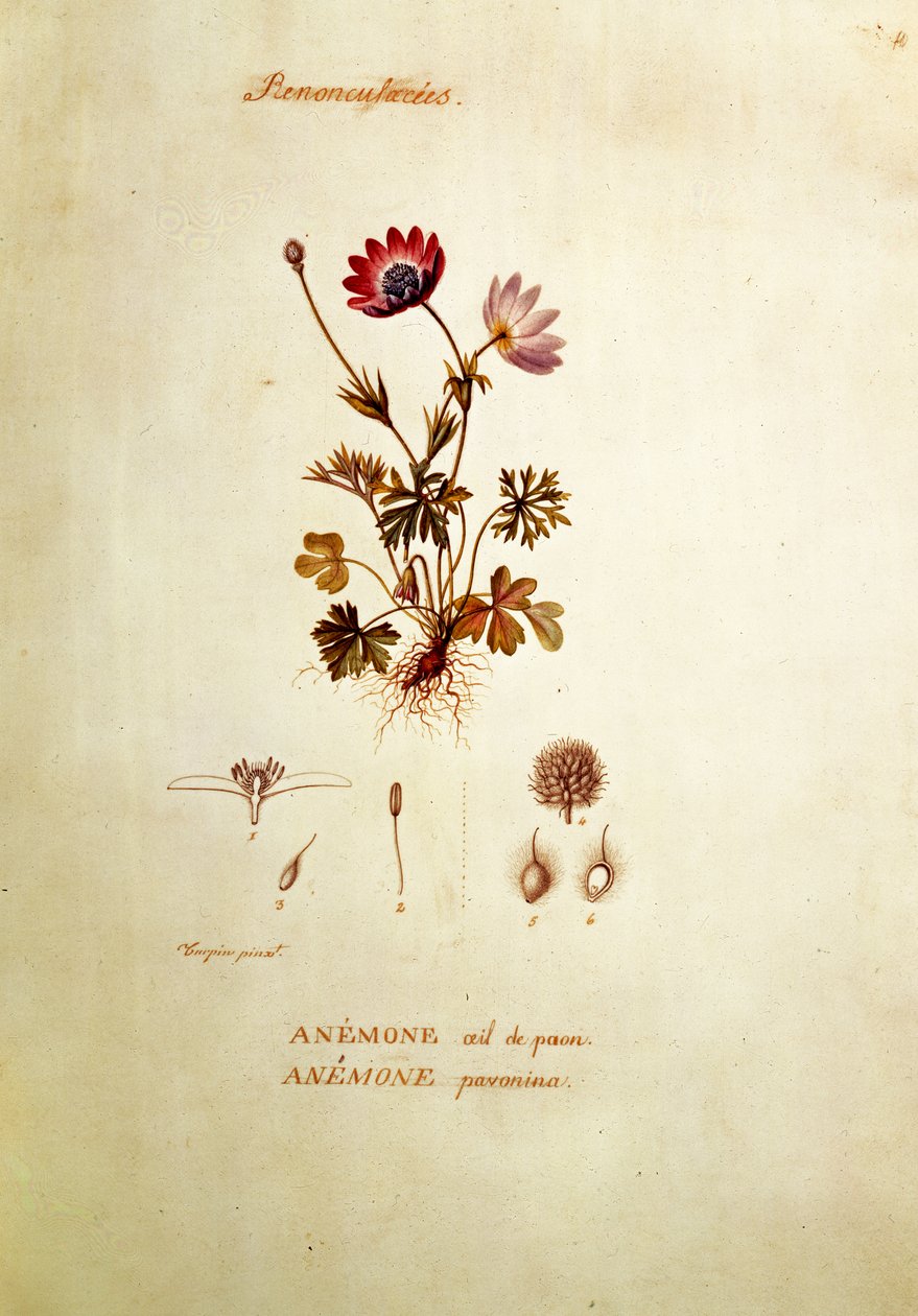 anemon by Pierre Jean Francois Turpin