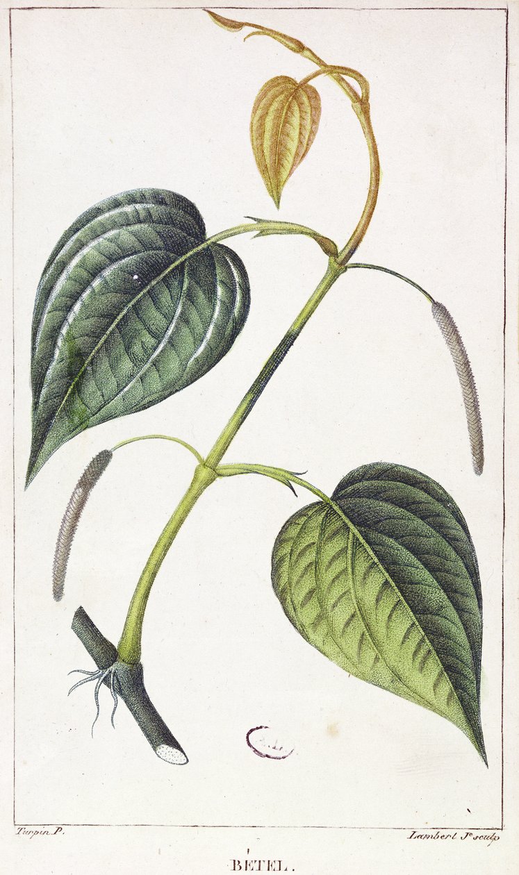 Betel, botanik plaka, c.1810 by Pierre Jean Francois Turpin