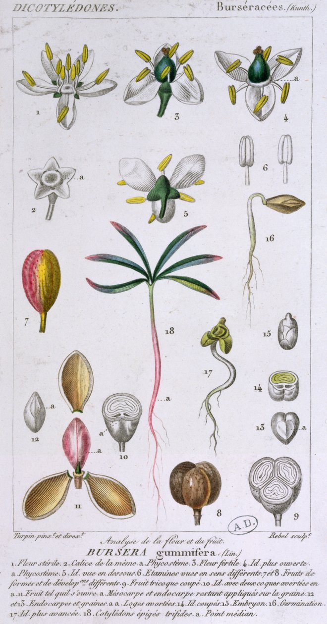 Bursera Gummifera, Asi c.1810-20 tarafından oyulmuş (renkli gravür) by Pierre Jean Francois Turpin