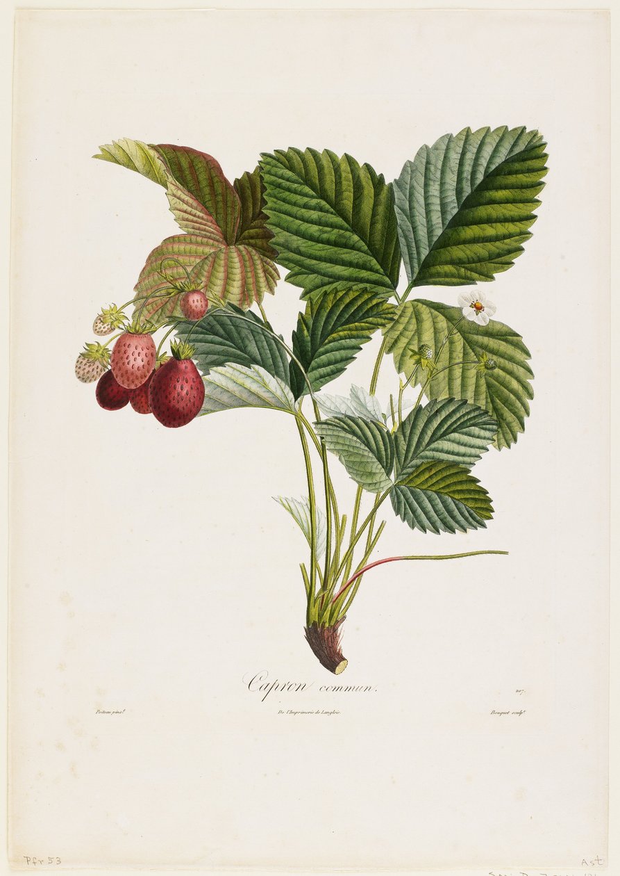 Ortak Kapron. (Çilek), Traite des Arbres Fruitiers'den, 1807-35 (el boyaması noktalı gravür) by Pierre Jean Francois Turpin
