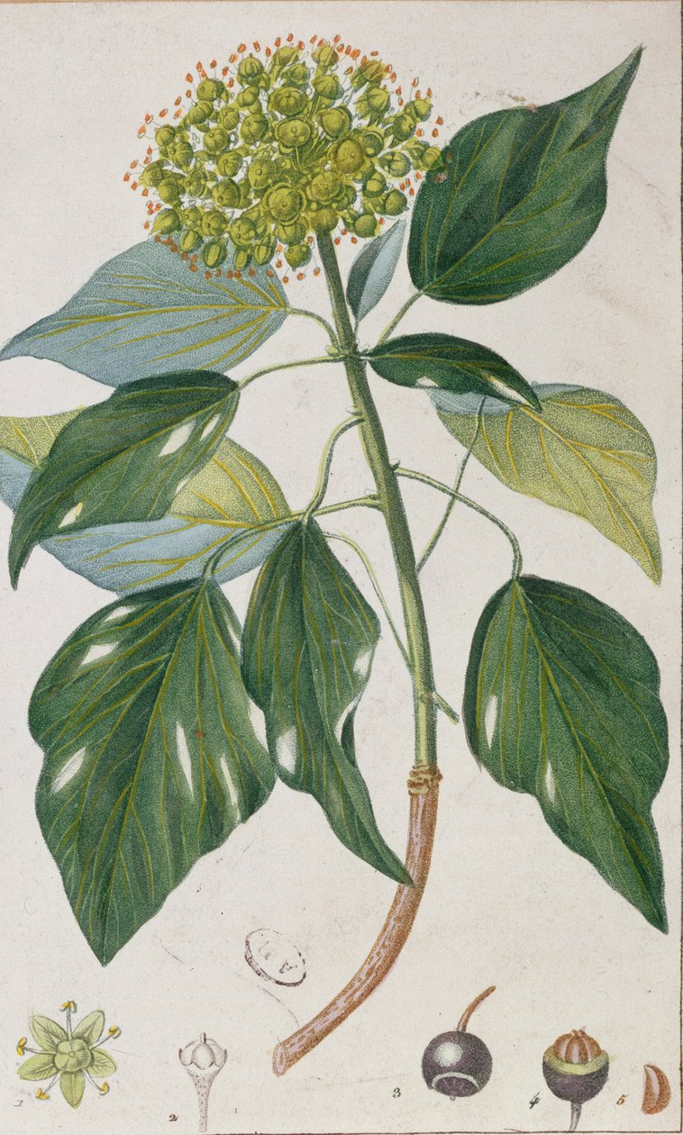 Tırmanma Sarmaşığı, botanik levha, c.1820 by Pierre Jean Francois Turpin