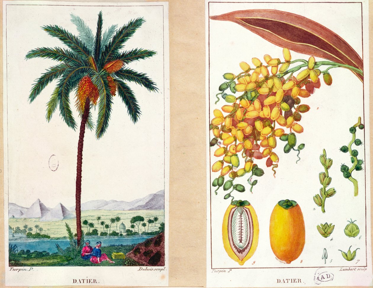 Tarih ağacı ve meyve, on dokuzuncu yüzyılın başlarında (renkli gravür) by Pierre Jean Francois Turpin