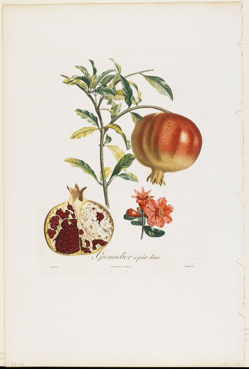 Tatlı meyve narı, Traite des Arbres Fruitiers