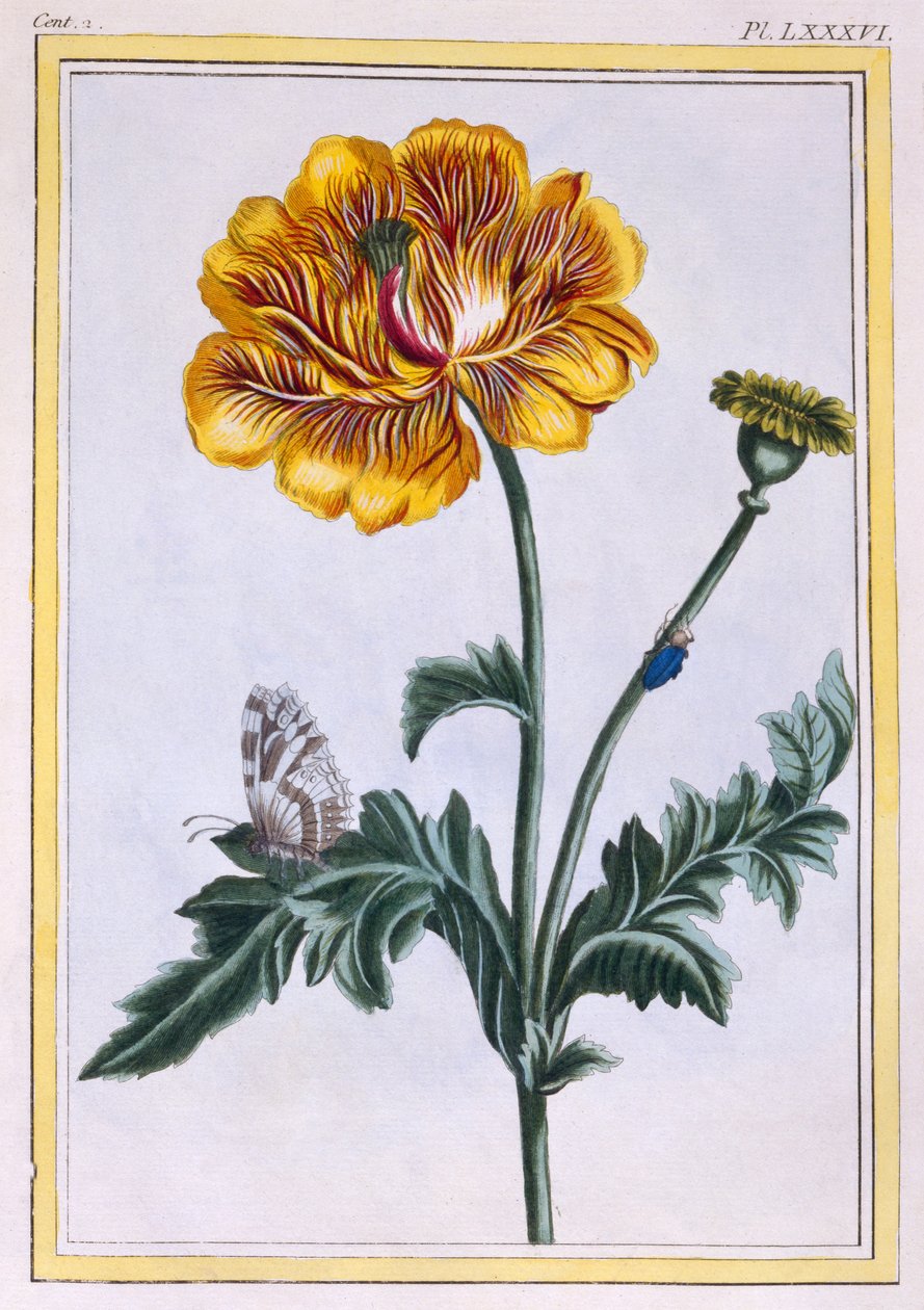 Çifte sürünen Buttercup, Ranunculus repens Var: Pleniflorus, c.1776 (el rengi gravür) by Pierre Joseph Buchoz