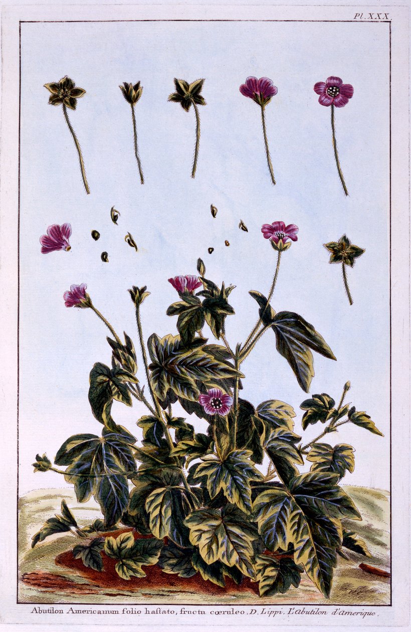 Çiçekli Akçaağaç veya Hint Ebegümeci by Pierre Joseph Buchoz