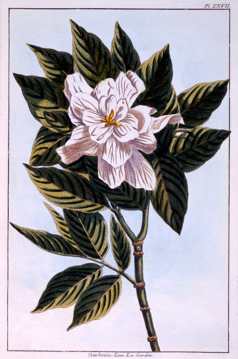 Gardenia G. augusta, Pierre Joseph Buchoz tarafından 