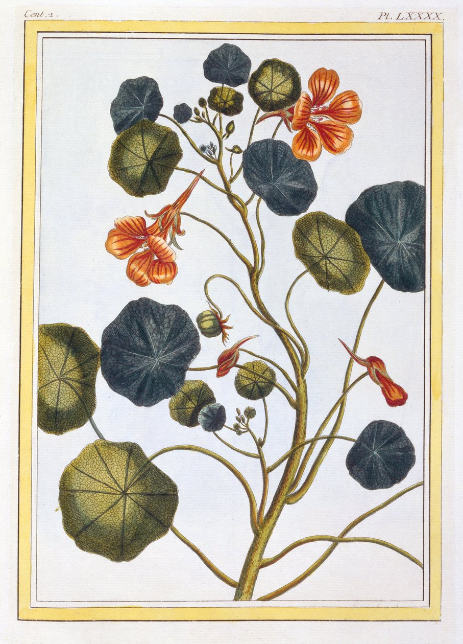 La Capucine (Nasturtium), c.1776 (el boyaması gravür) by Pierre Joseph Buchoz