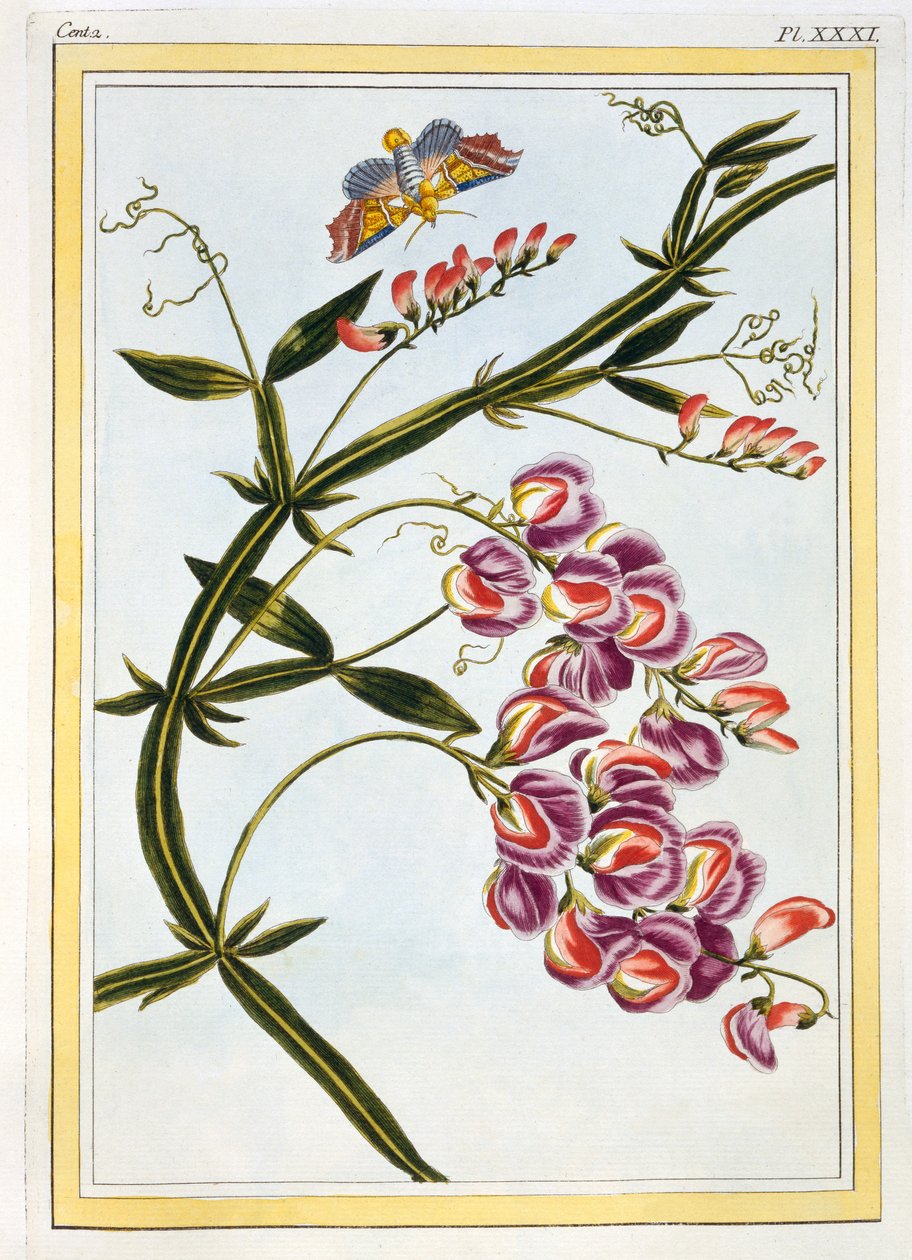 Le Grand Lathyre (Sonsuz Tatlı Bezelye), c.1776 (el boyaması gravür) by Pierre Joseph Buchoz