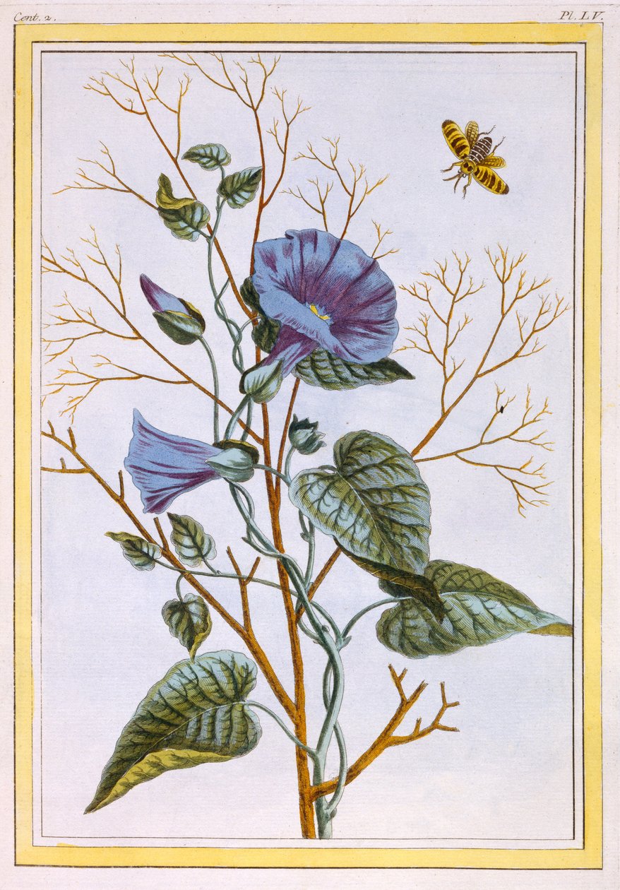 Le Grand Liseron Violet (Convovlus), c.1776 (el boyaması gravür) by Pierre Joseph Buchoz