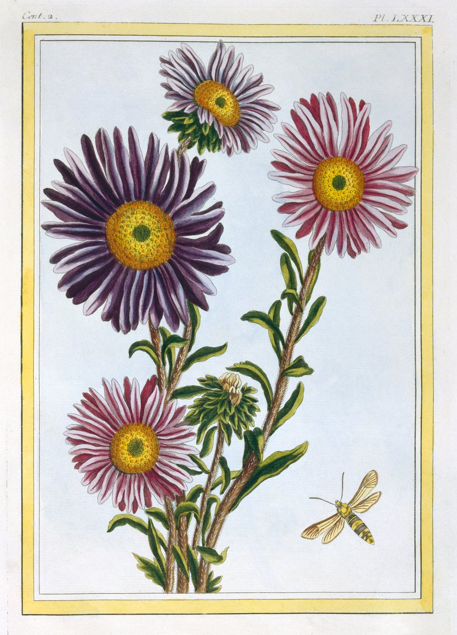 Livingstone Daisy Dorothanthus, c.1776 (el boyaması gravür) by Pierre Joseph Buchoz