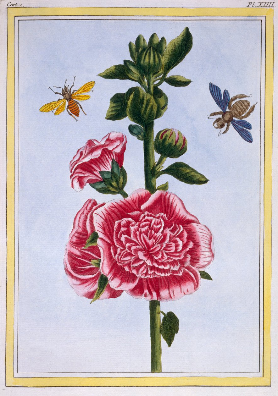 Passerose (Hollyhock), c.1776 (elle boyanmış gravür) by Pierre Joseph Buchoz