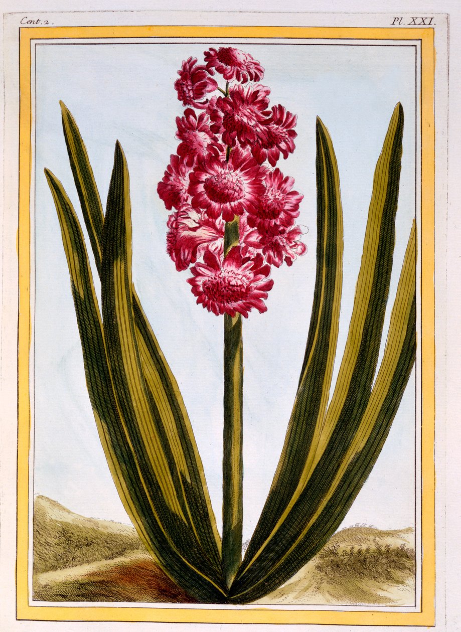 Royal Crimson, c.1766 (el boyaması gravür) by Pierre Joseph Buchoz