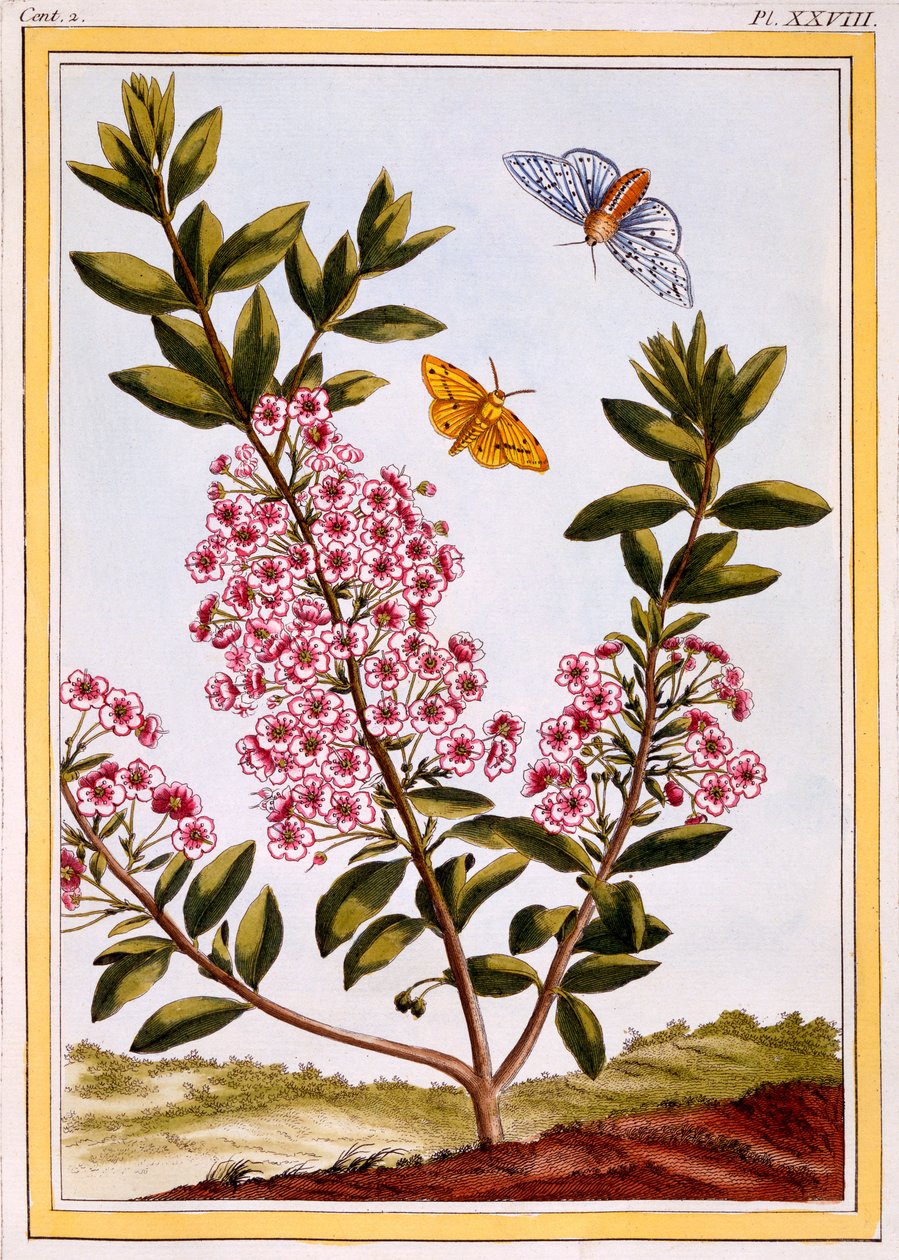 Koyun defnesi (Kalmia augustifolia), c.1766 (el boyaması gravür) by Pierre Joseph Buchoz