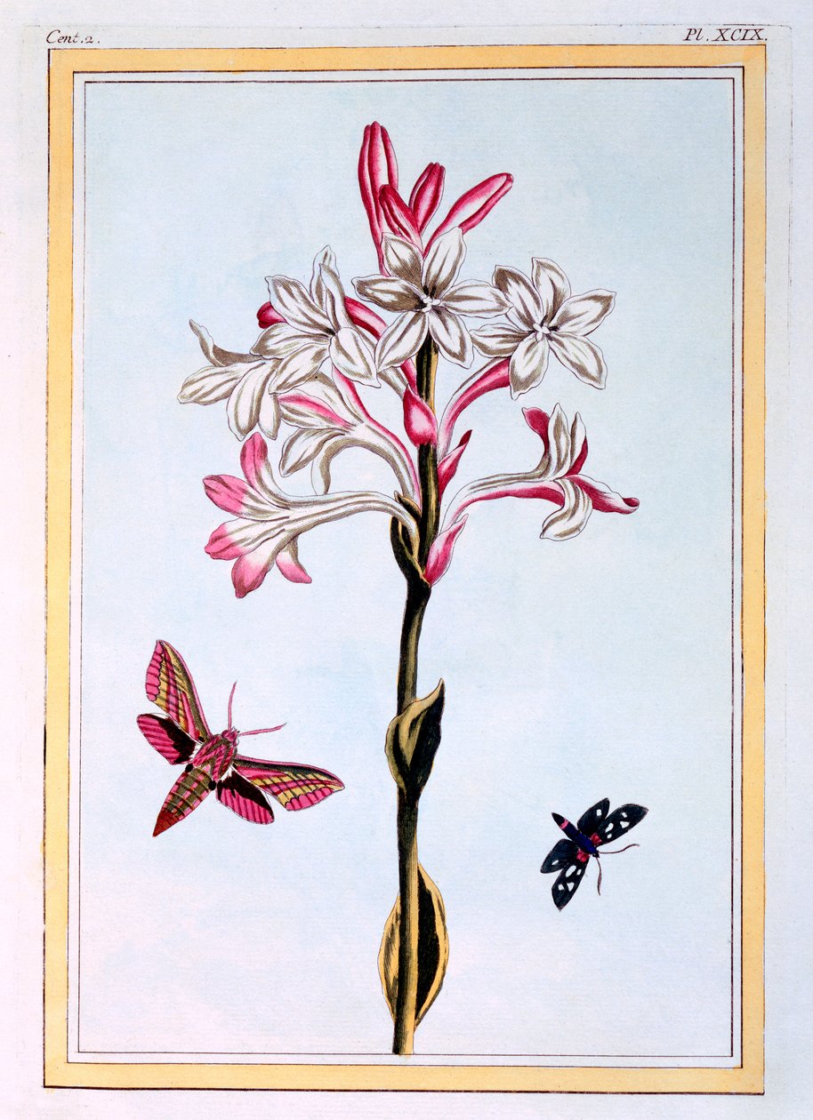 Tuberose, c.1766 (el boyaması gravür) by Pierre Joseph Buchoz