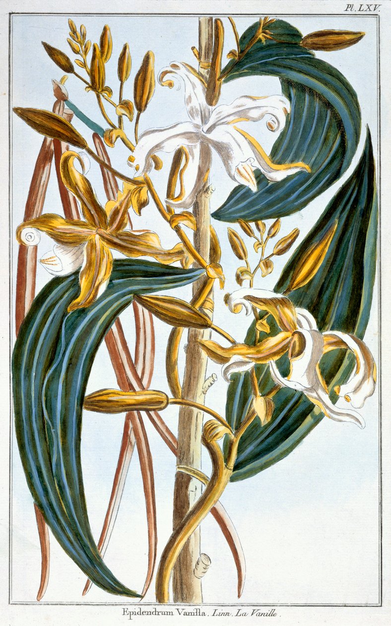 Vanilya kapsülleri, plaka 65, 'Collection Precieuse et Enluminee', Cilt III (renkli gravür) by Pierre Joseph Buchoz