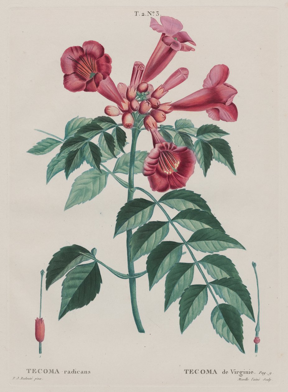 (Campsis radicans Trompet tırmanıcısı). (T. 2, hayır. ... by Pierre Joseph Redouté