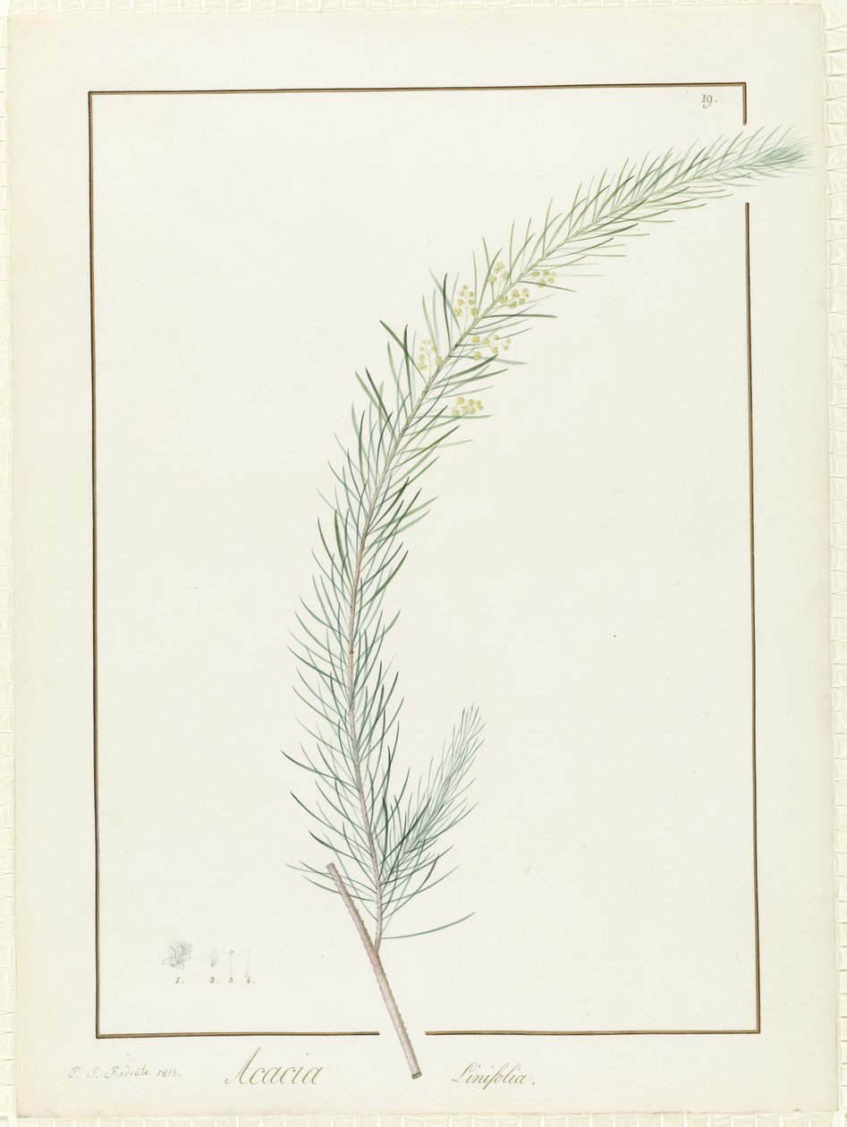 Acacia Linifolia, 1813 (parşömen üzerinde grafit izleri üzerinde wc ve gövde rengi) by Pierre Joseph Redouté