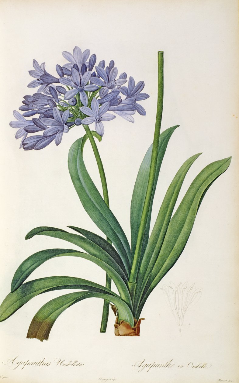 Agapanthus şemsiye, Pierre Redoute
