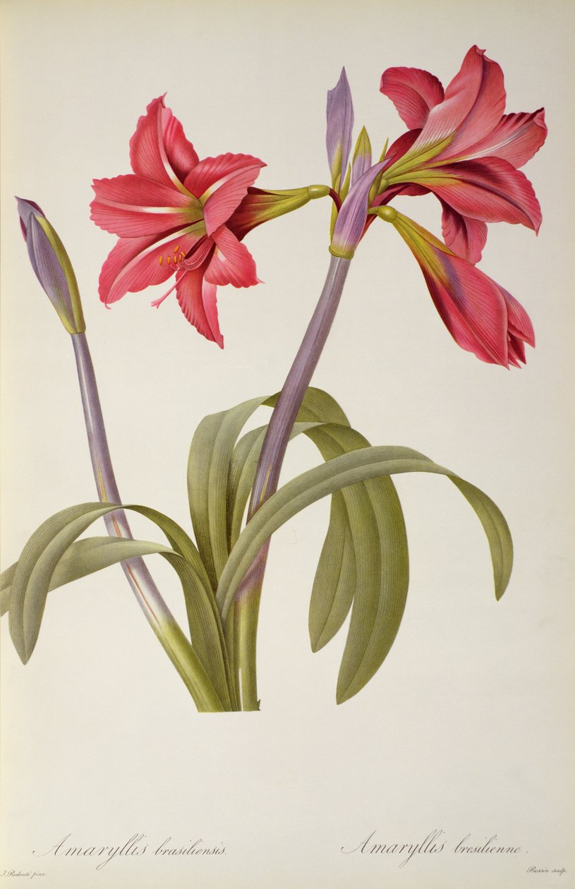 Amaryllis Brasiliensis, 