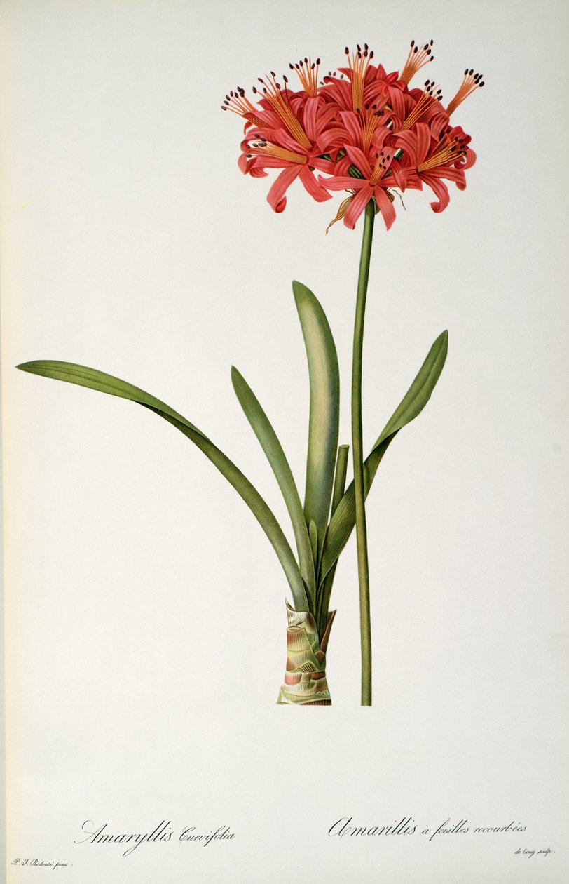 Amaryllis Curvifolia, 1809, Pierre Redoute tarafından 