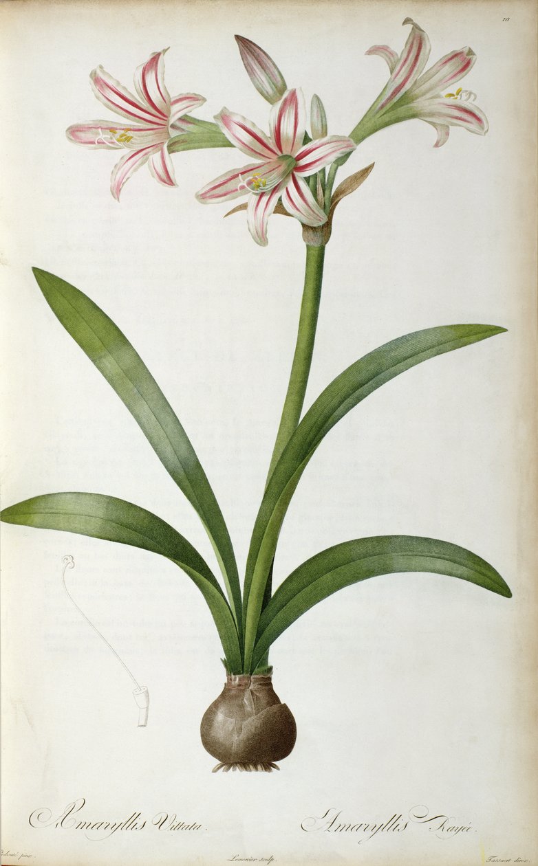 Amaryllis Vittata, Pierre Redoute tarafından 