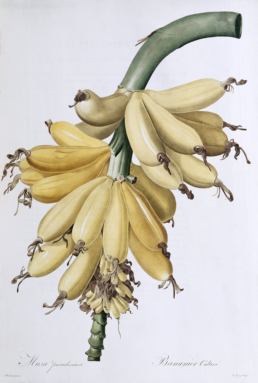 Muz, 1816 by Pierre Joseph Redouté