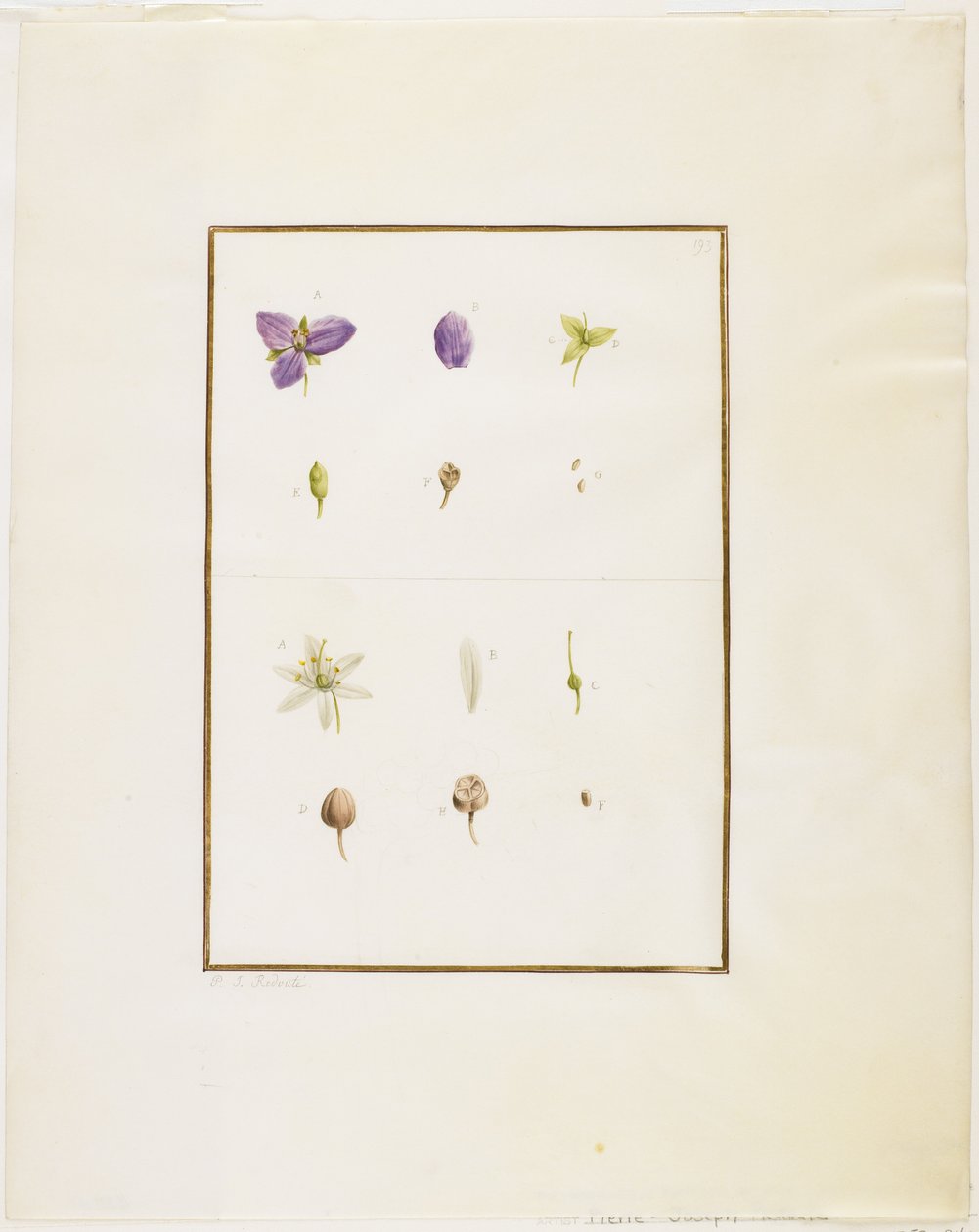 Botanik Diseksiyon: Spiderwort ve Senna, c.1778-90 (kağıt üzerinde wc ve grafit) by Pierre Joseph Redouté