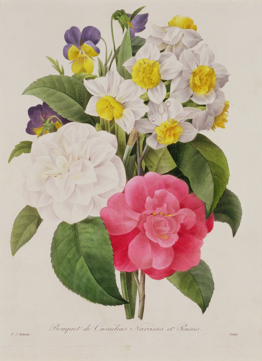 Kamelya, Narcissus ve Hercai Menekşe, Victor tarafından oyulmuş, pub. 1827 (el rengi noktalı gravür) by Pierre Joseph Redouté