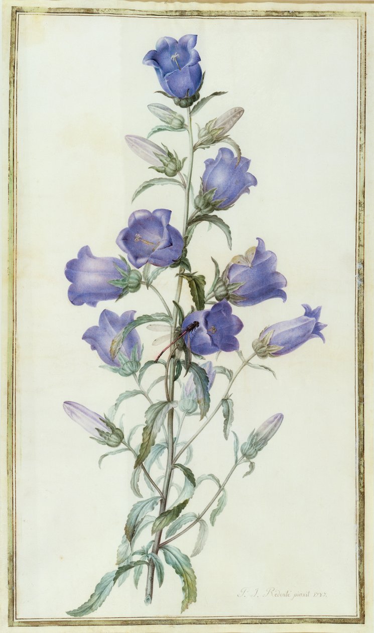 Çan çiçeği: Orta (Canterbury Bell) 1787 by Pierre Joseph Redouté