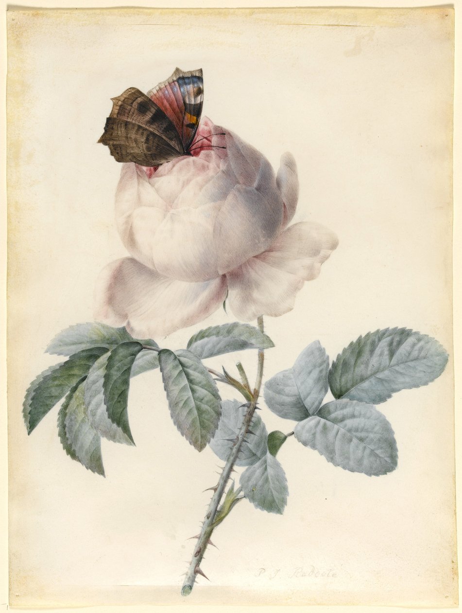 Tavus Kuşu Kelebekli Centifolia Rose (parşömen üzerine wc ve gövde rengi) by Pierre Joseph Redouté