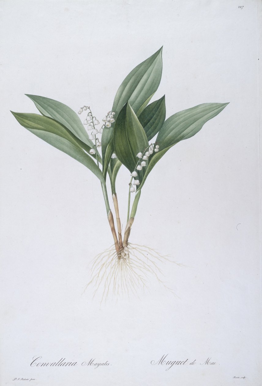 Convallaria majalis (Vadinin Zambağı), 1808 by Pierre Joseph Redouté
