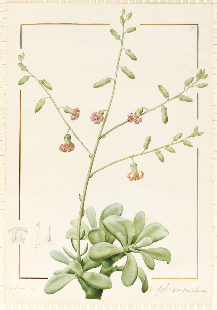 Cotyledon Cardiflorum, 1813 (parşömen üzerine grafit üzerine klozet ve gövde rengi) by Pierre Joseph Redouté