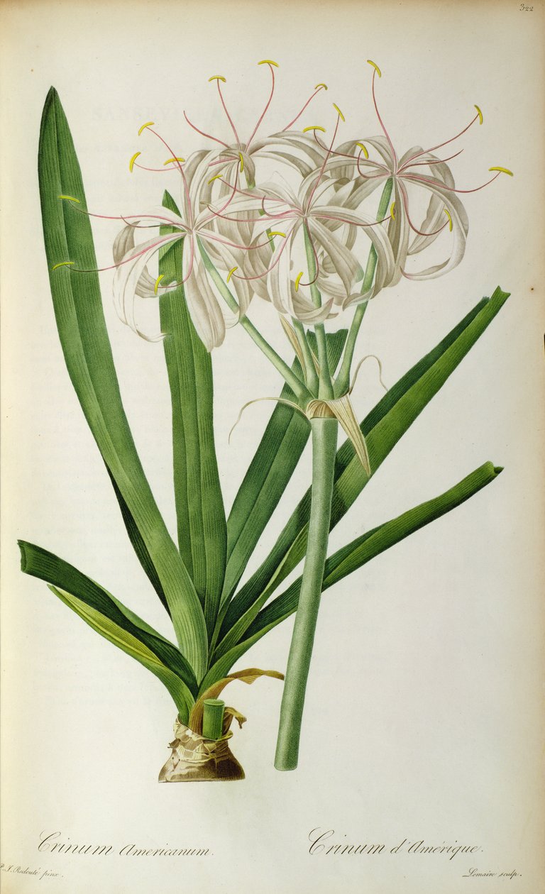 Crinum Americanum, "Les Liliacees"den, 1805-16 by Pierre Joseph Redouté