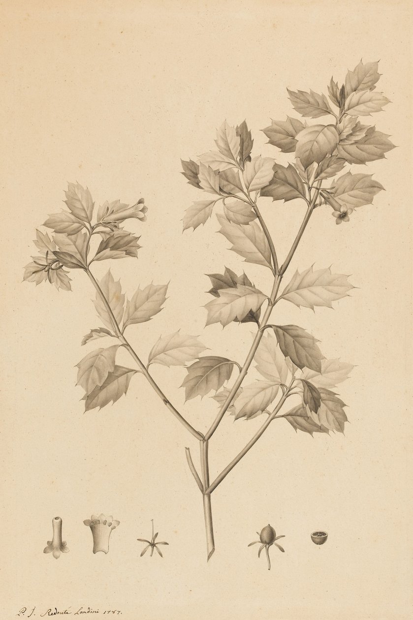 Desfonainia Spinosa, 1787 (fırçanın ucu ve kağıt üzerinde gri yıkama, karta yerleştirilmiş) by Pierre Joseph Redouté