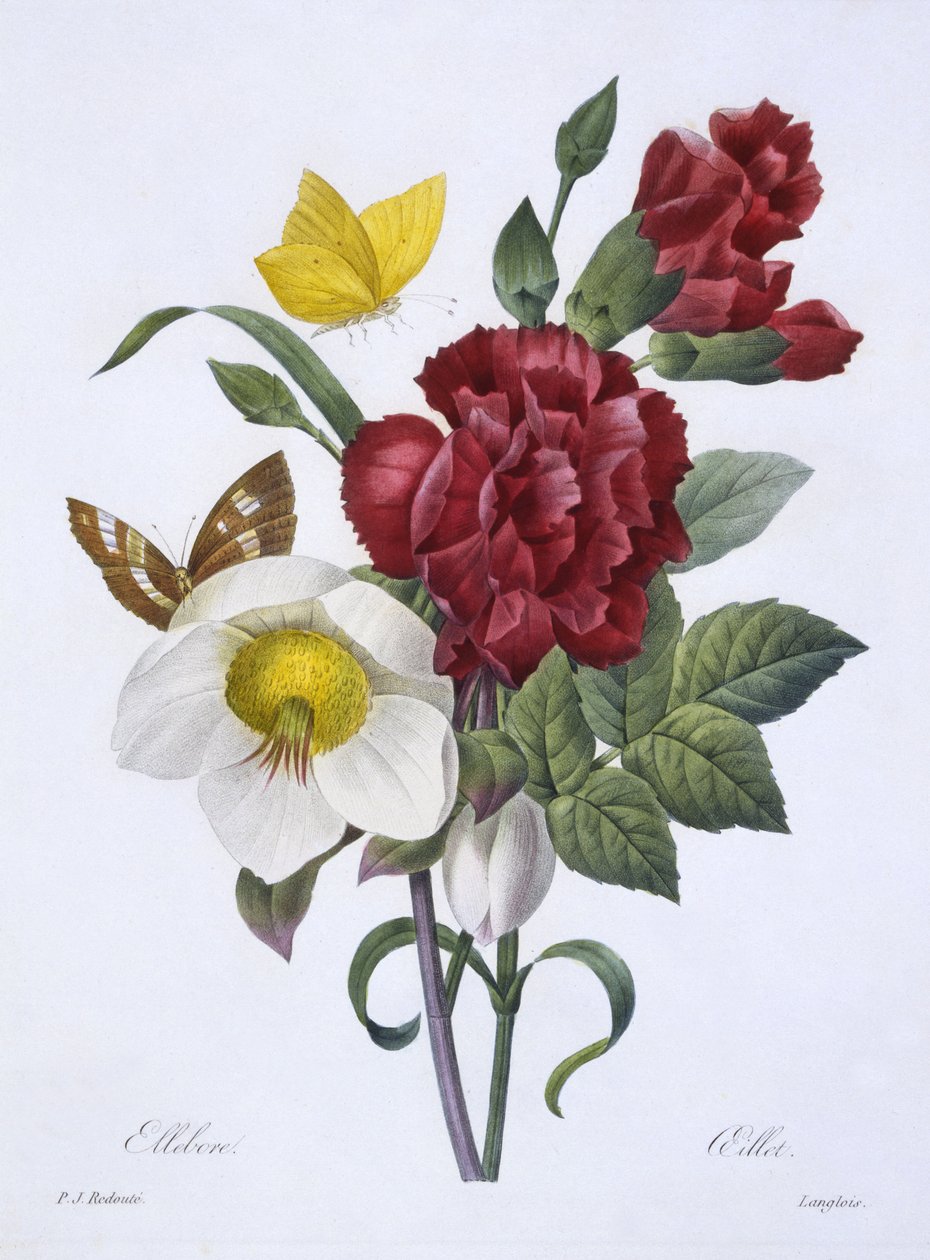 Ellebore et Oeillet, 